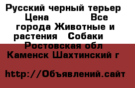 Русский черный терьер › Цена ­ 35 000 - Все города Животные и растения » Собаки   . Ростовская обл.,Каменск-Шахтинский г.